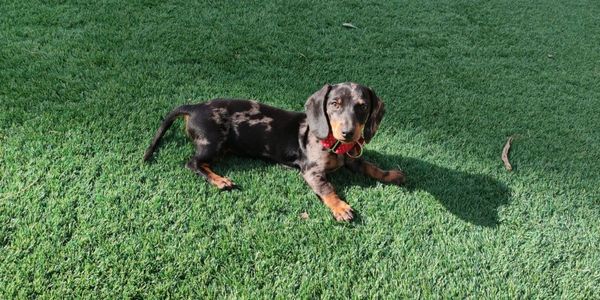 mascota sobre césped artificial en cádiz